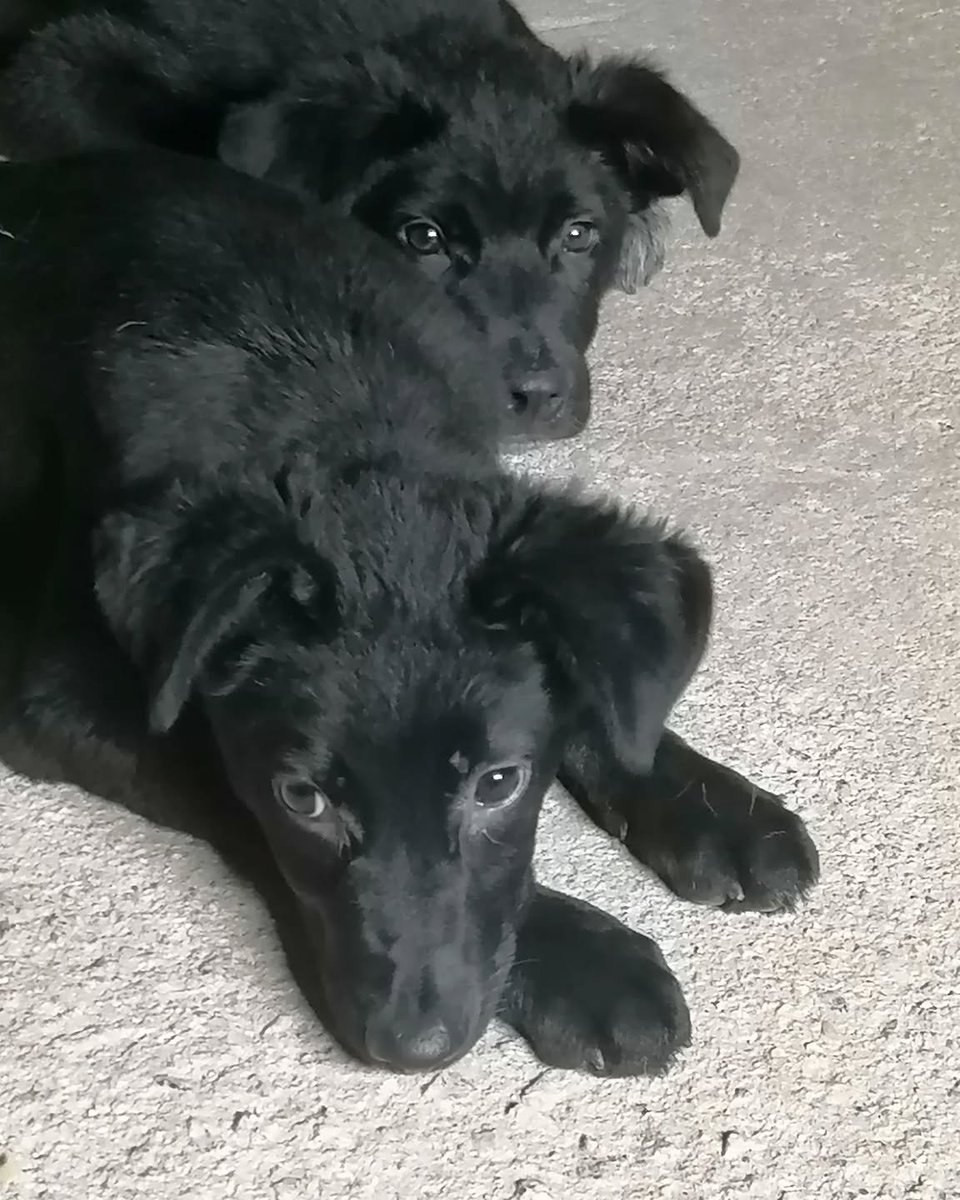 Por fin hemos traído a #ElAlberguedeCris a los dos hermanitos que nos faltaban 🥰 Esperamos que Gea y Horus tengan la misma suerte que sus otros seis hermanos que ya han sido adoptados. 

Llámanos si quieres venir a conocerlos al 609.146.904 o al 687.771.458 💚