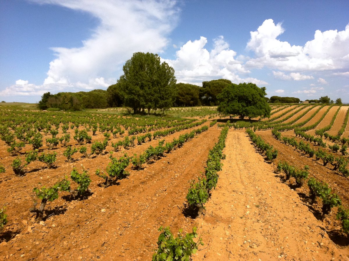 Las uvas de Valderiz nacen en parcelas como La Loma, Manvirgo o Juegabolos.

Una combinación perfecta para expresar nuestro terruño 🍷

#valderiz #viñedo #organicwines #riberadelduero #familiavalderiz