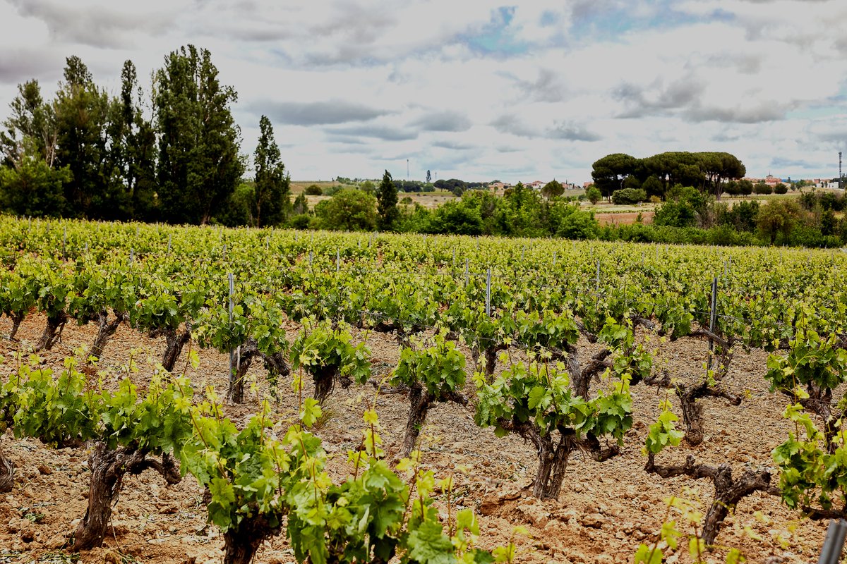 Siempre hemos trabajado escuchando el latido de la naturaleza 🍃💚

Cultivo consciente, orgánico y respetuoso.
Porque cuidar el entorno es la única forma que entendemos de hacer las cosas… y la mejor para lograr una uva de calidad.