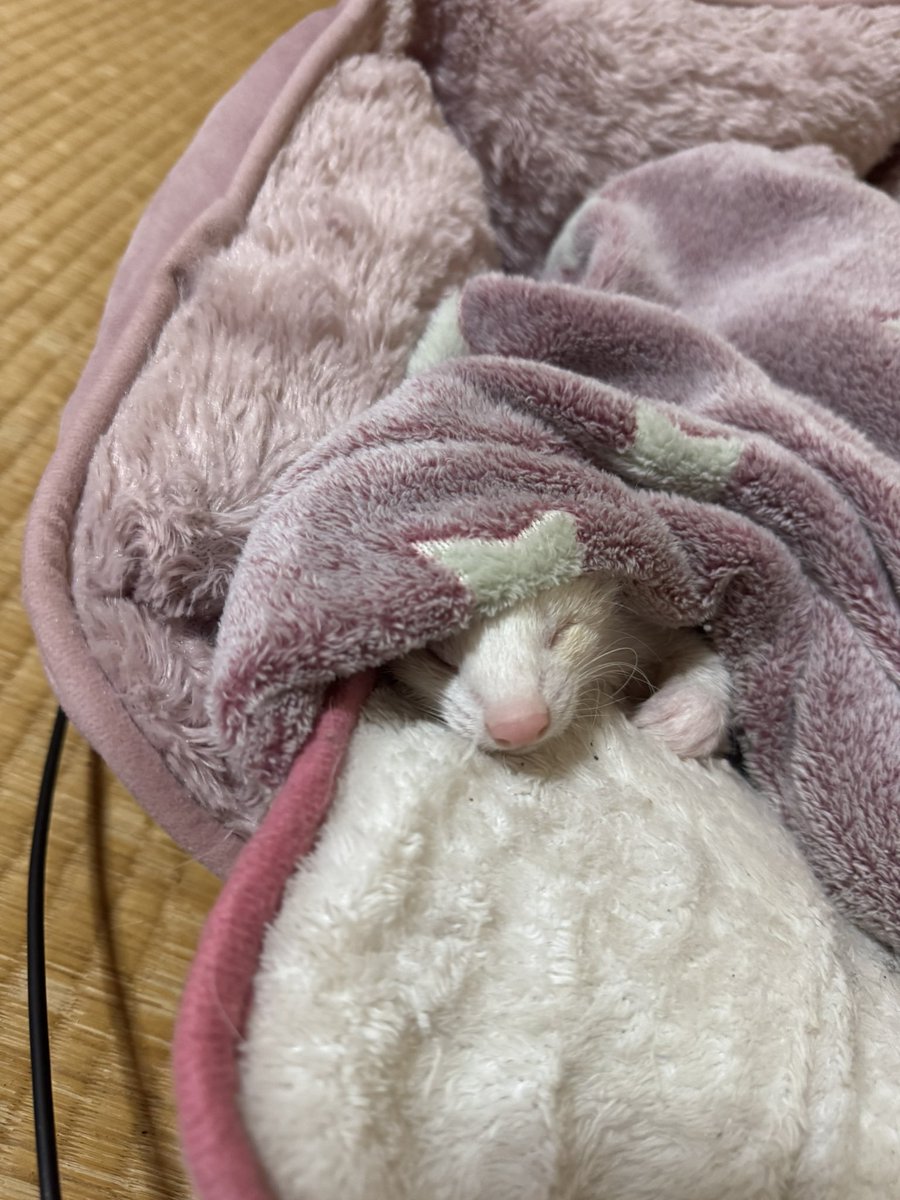 歩いてる時に少しふらついたり、足滑らしたりすることが増えてきたし、寝顔は穏やかに見えるけど大分インスリノーマの病状悪化してるみたい
1年近く看病してるから後何年も一緒にいられないことはわかってるけど、自分が死ぬまで一緒にいたいな

#フェレット
#フェレットのいる生活
#インスリノーマ