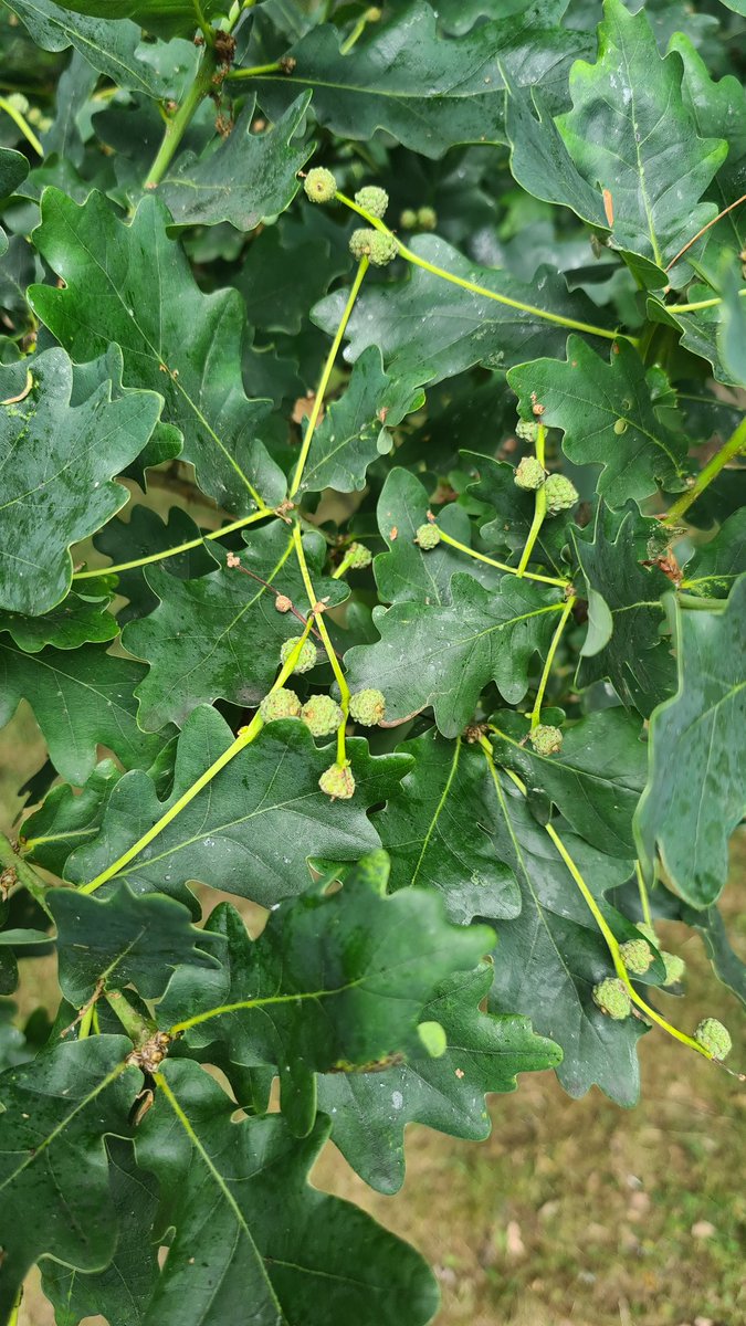 It's going to be a huge acorn crop this year.  The pollinated female flowers are already starting to fatten up and the first young knopper galls are just starting to poke their heads out of the acorn cups.