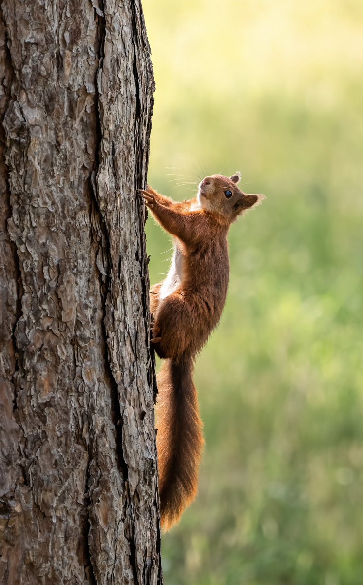 Hillside_GC's tweet photo. A perfect summer’s morning with great weather, beautiful views and some local wildlife along the way! 🐿️ 

#linksgolf #hillsidegolfclub #theopen2026 #golfpro #golfphoto #redsquirrel #nature 

🏌️‍♂️ @HillsideProshop https://t.co/STbcKHKlVa