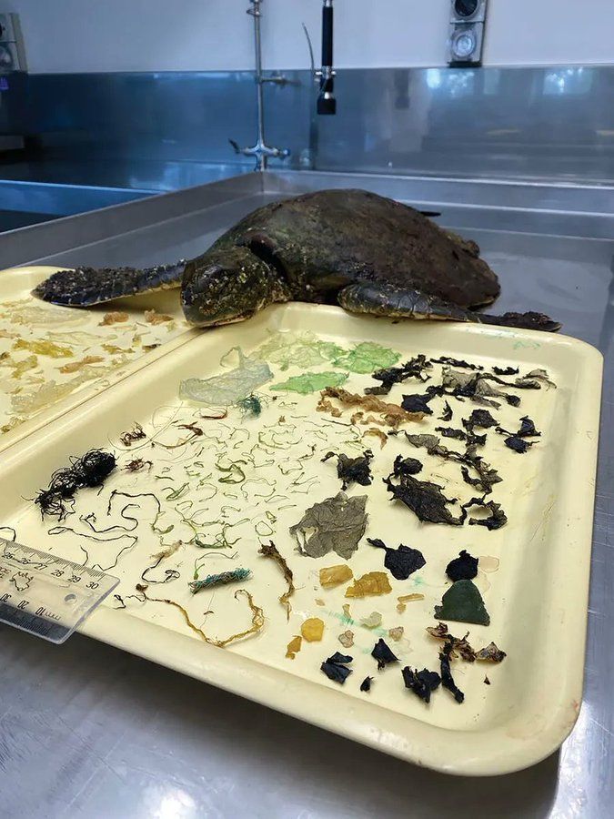 Analysis of the stomach contents of a sea turtle recovered from Australia reveals it swallowed large quantities of plastic, including some of the millions of tonnes of PPE used during COVID. #WorldSeaTurtleDay 🐢

🔗 from 2021 🆓 doi.org/10.15184/aqy.2…