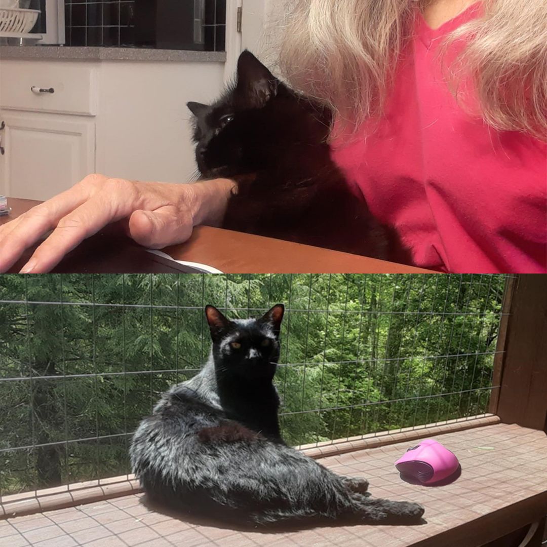 CarolJPost's tweet image. Today is National Take Your Cat to Work Day! Yep, it&apos;s a real holiday celebrated the third Monday in June every year. Except for me, every day is Take Your Cat To Work Day! 
#cats #nationaltakeyourcattoworkday #amwriting #Christianromance #Christianromanticsuspense