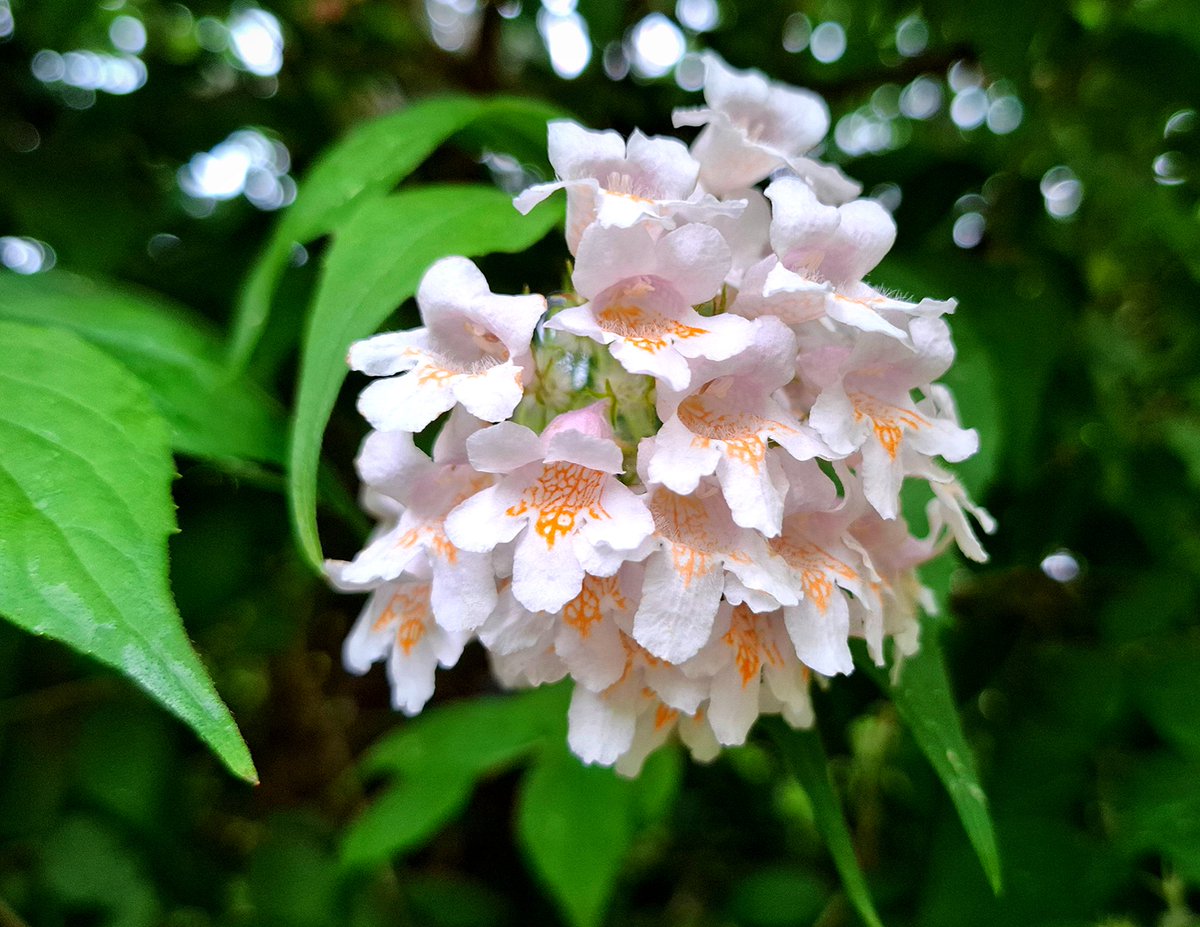 Einen tollen Start in die neue Woche wünsche ich euch! 🌞😎 Die Aufnahme zeigt die Blüten eines Perlmuttstrauchs, auch Kolkwitzie genannt. 🤍🌼🤍 #MondayMotivation #Natur