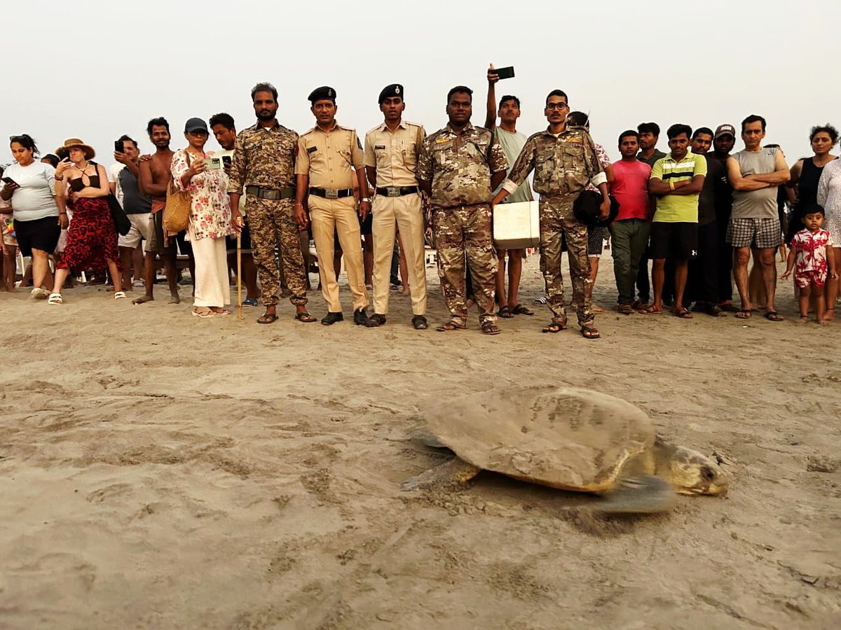 This 16th June 2025 #WorldSeaTurtleDay, proud that 25+ years of tireless efforts by the Goa Forest Dept has ensured Goa’s beaches are safe haven to Olive Ridley Turtles, as we continue our efforts to Conserve the endangered species through community engagement. #goa #TURTLE