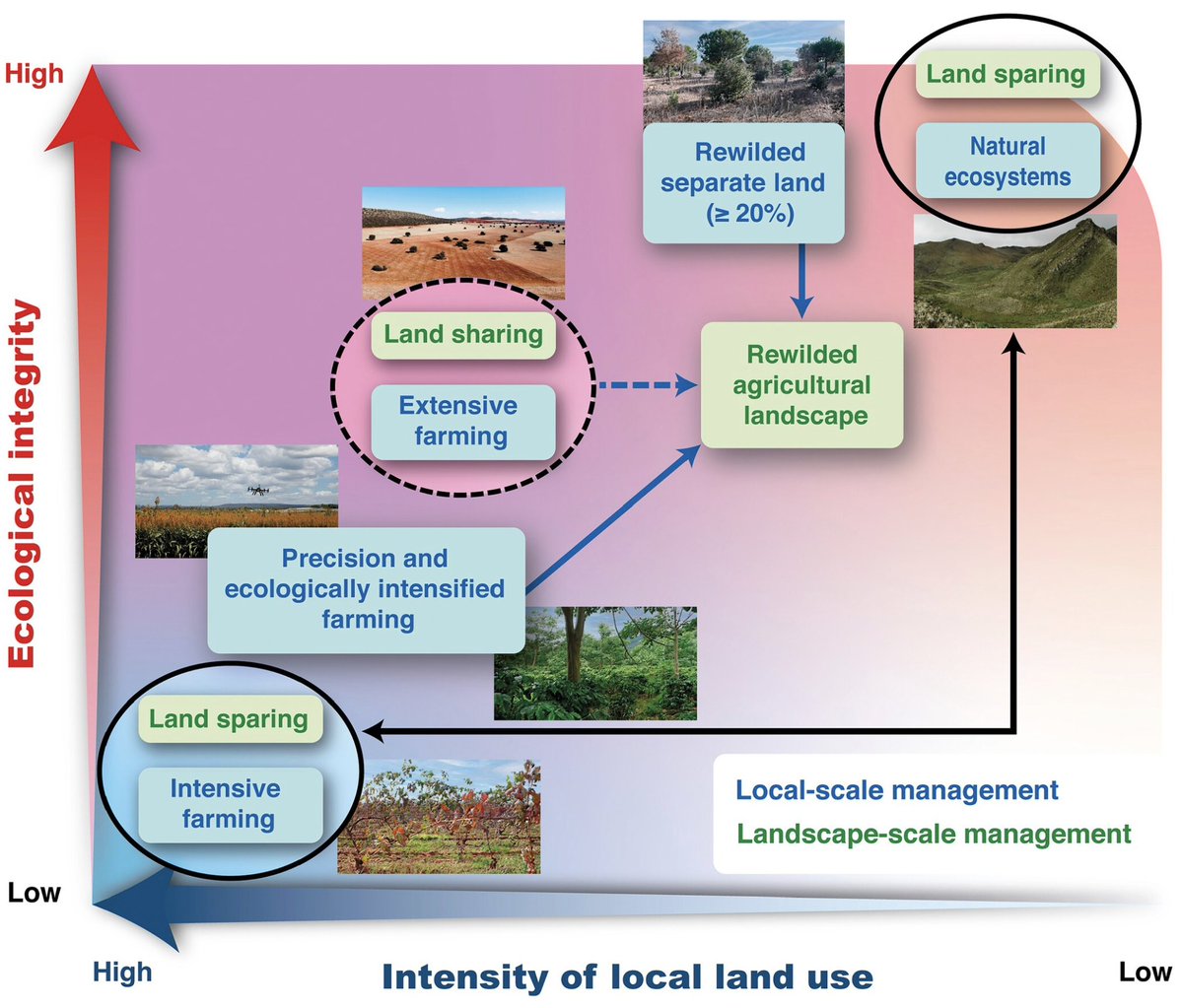 Henrique Pereira (@hmlfpereira) on Twitter photo How to apply rewilding approaches to farmland? Our paper on agricultural #rewilding is out today in <a href="/ESAFrontiers/">ESA Frontiers</a>. 1/#🧵 How to apply rewilding approaches to farmland? Our paper on agricultural #rewilding is out today in <a href="/ESAFrontiers/">ESA Frontiers</a>. 1/#🧵