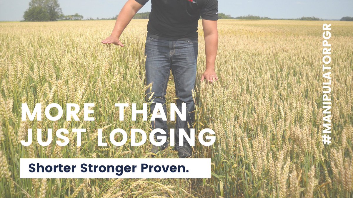 A shorter, more uniform stand means maximized fungicide efficacy and more efficient nutrient + resource transfer thanks to reduced straw development. Now more than ever, input efficiency is important. We're right there with you with #ManipulatorPGR.
Shorter. Stronger. Proven.