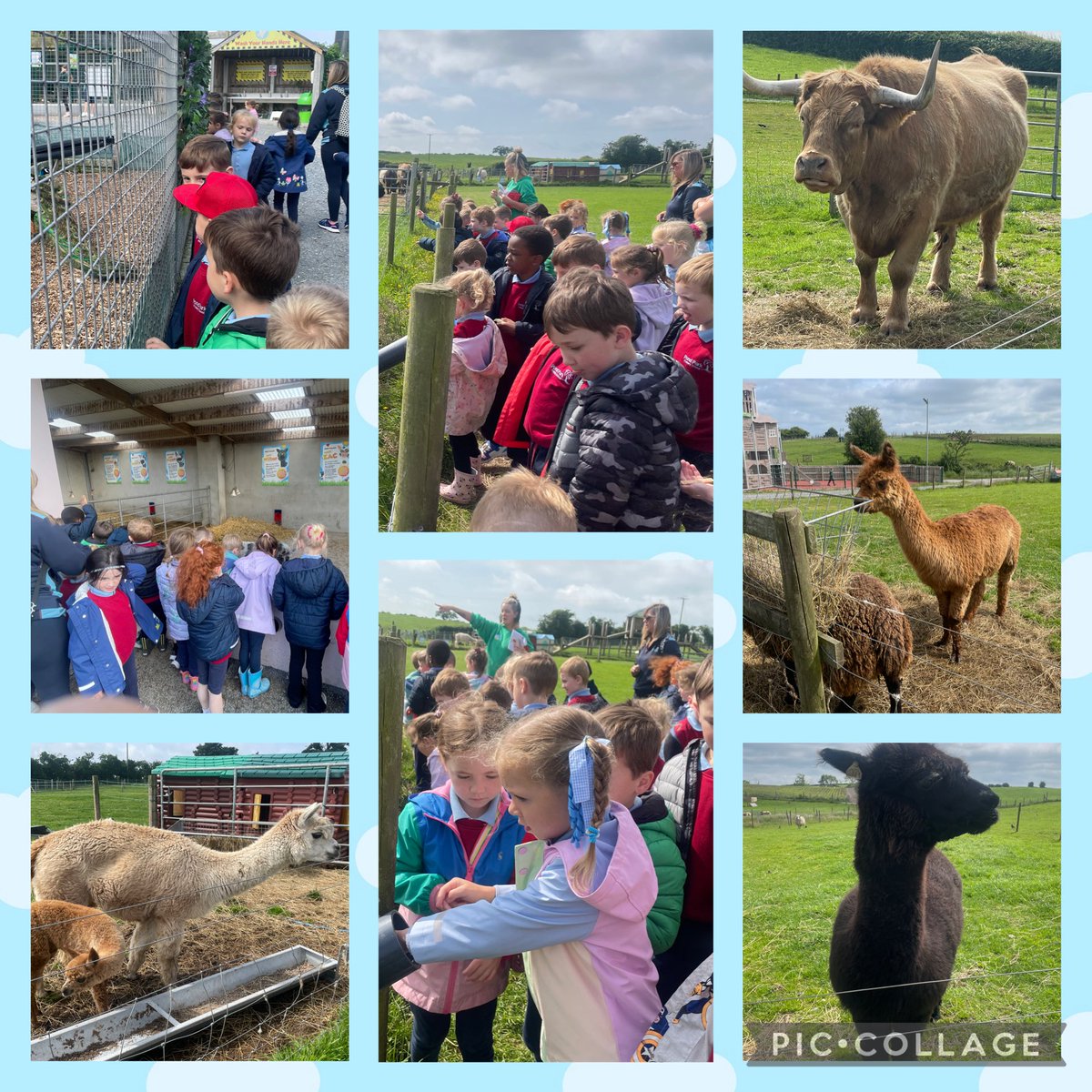 pondparkp1's tweet photo. P1L had a fabulous time at Streamvale Farm. We got to see lots of animals, go on a tractor ride and even got to stroke some of the smaller animals at the farm! We loved it! 🦆 🐷 🐮 🐴 🚜 https://t.co/oM6K2yJCf8