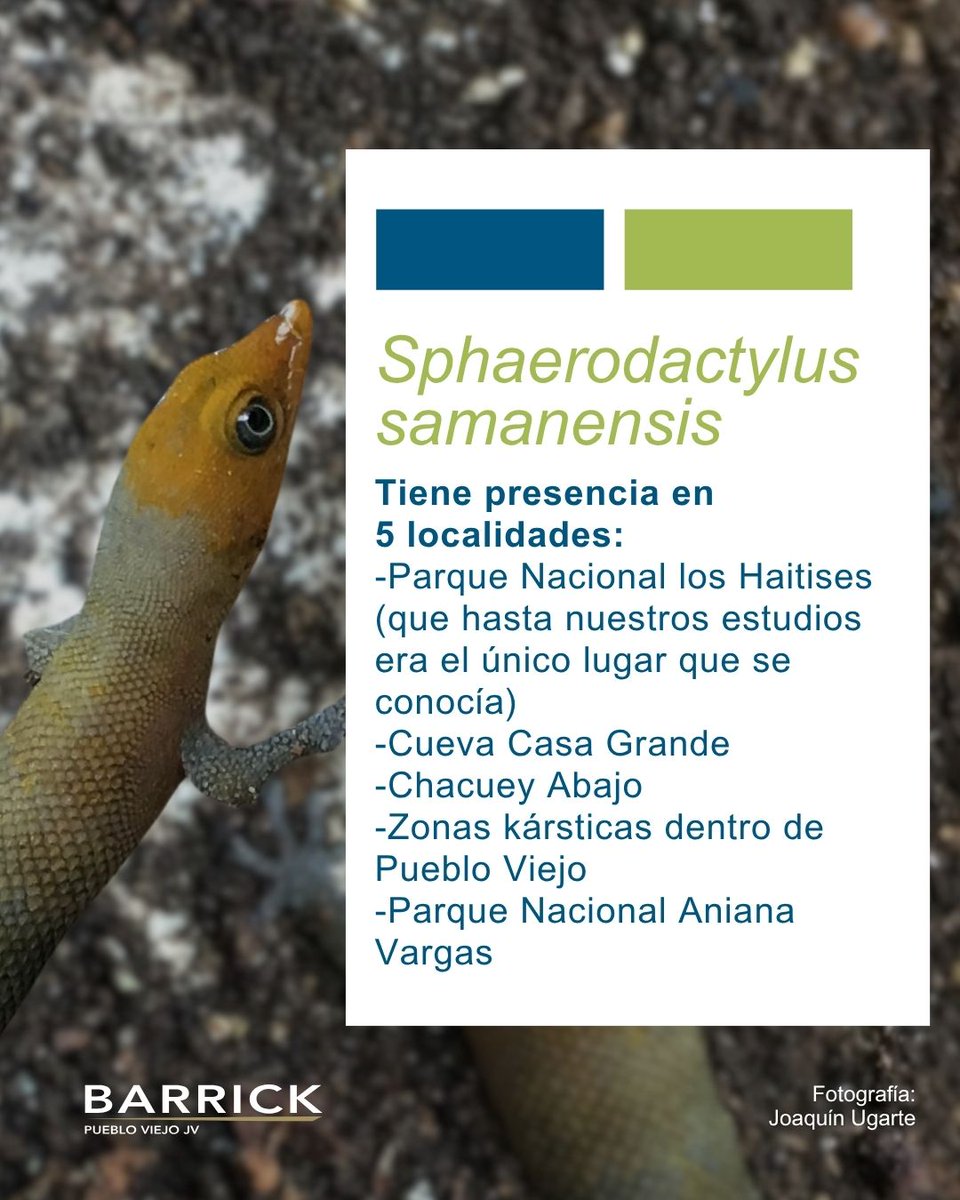 ¿Sabías que el Gecko de Bandas de Samaná es uno de los reptiles más pequeños del mundo? 🦎

Desde su identificación en nuestra operación, hemos enfocado esfuerzos en respaldar investigaciones científicas para conocer más sobre esta fascinante especie.

Desliza para descubrir