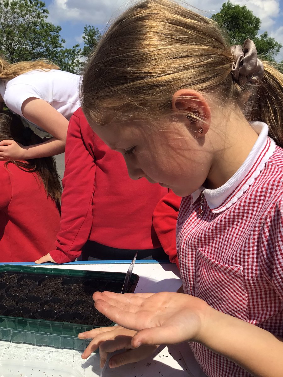 SPS_Year_3's tweet photo. Experiments for our plants topic in science are a go! We’re exploring germination, water transformation and changing variables. 🌱#science https://t.co/k7GioO9uHa