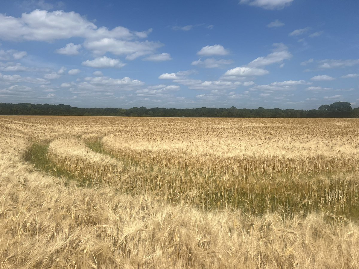 Incoming #harvest2025 ! 6-row winter barley in West Norfolk ready for the combine this week?