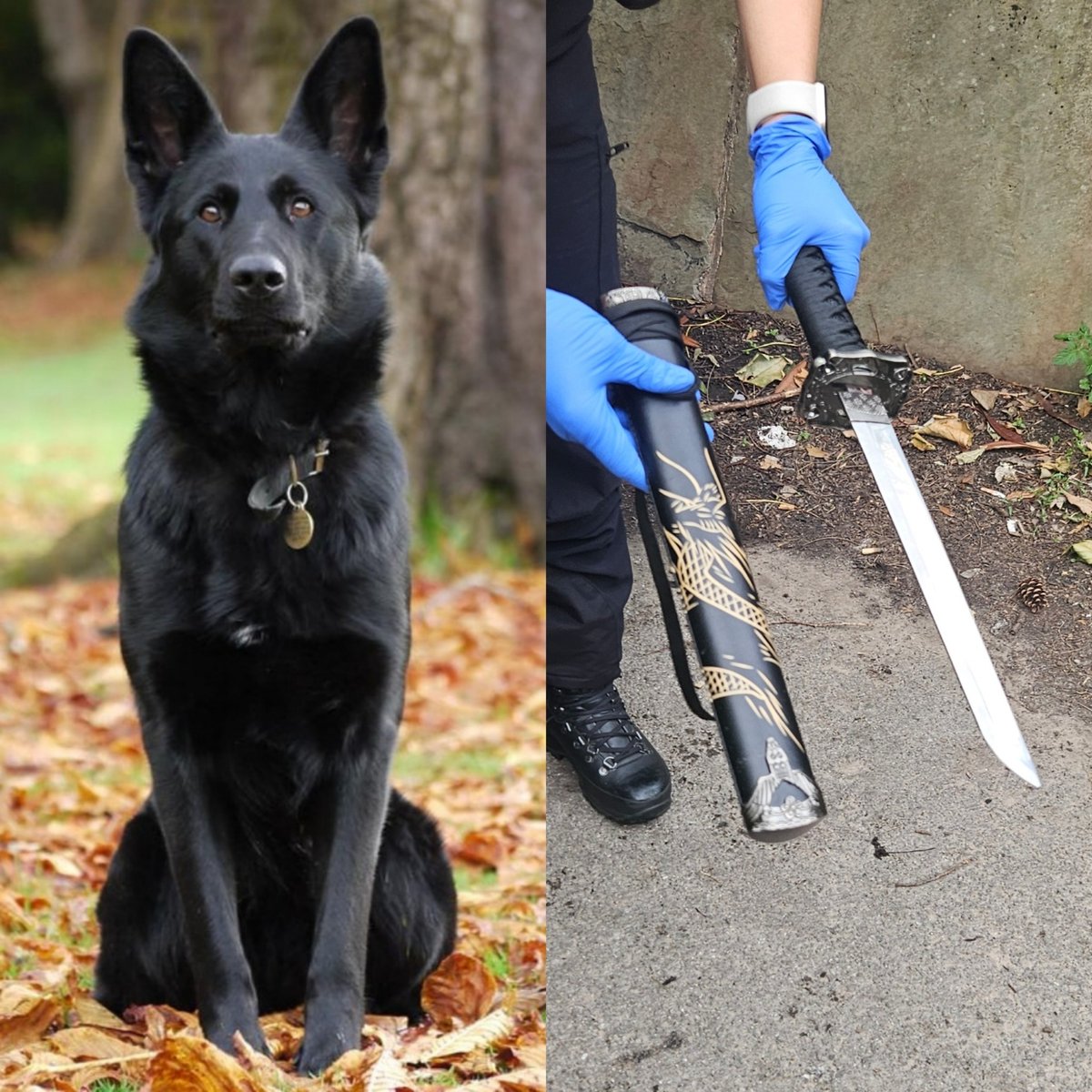 PD Yoko was on it last night in Liverpool City Centre 👊
After reports of an assault involving a weapon, CCTV guided officers to the area. PD Yoko searched and uncovered this nasty weapon hidden in the bushes. One nose you don’t want to mess with. 🐾🔍💪
