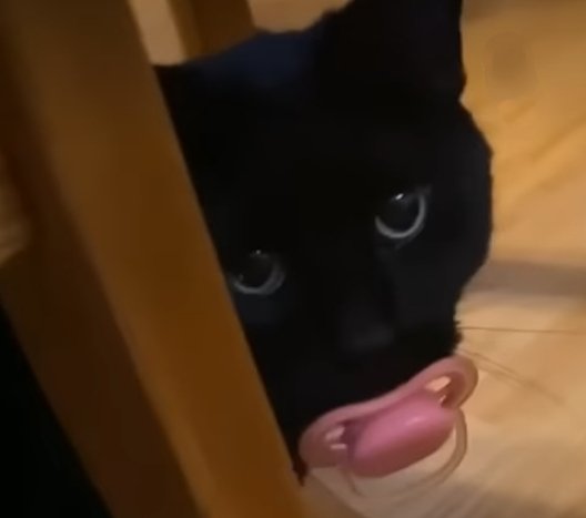 Dynavi òvó)9 🍉 tweet media