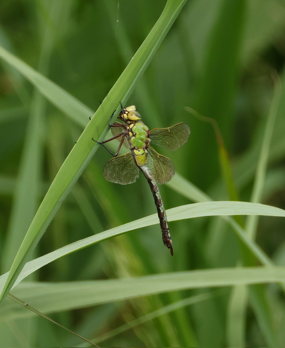 tina_snaps23's tweet photo. Banded demoiselle, Red-eyed damselfly, ladybird pupa and emperor dragonflies at hamwall today 16/6/25 #hamwall #rspbhamwall #somersetlevels https://t.co/ClNprMazTx