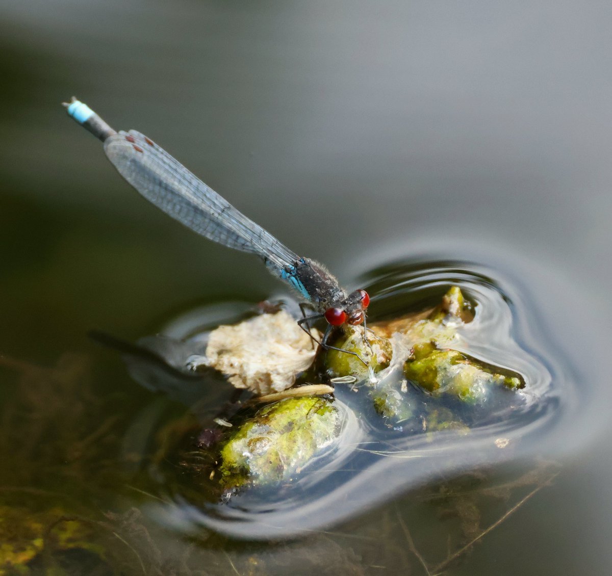 tina_snaps23's tweet photo. Banded demoiselle, Red-eyed damselfly, ladybird pupa and emperor dragonflies at hamwall today 16/6/25 #hamwall #rspbhamwall #somersetlevels https://t.co/ClNprMazTx