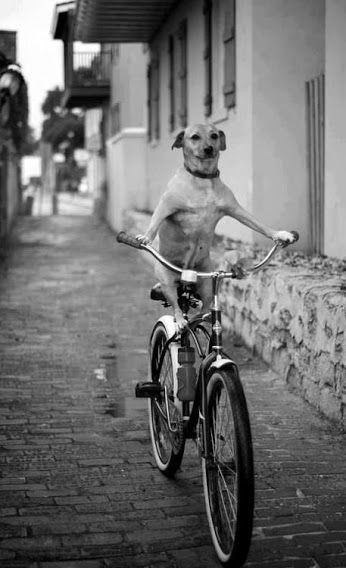 . . .

- Oiga "ex-socia", póngale correa a su perro, que me anda ladrando otra vez. - #EsLoMaloDeSerInolvidable