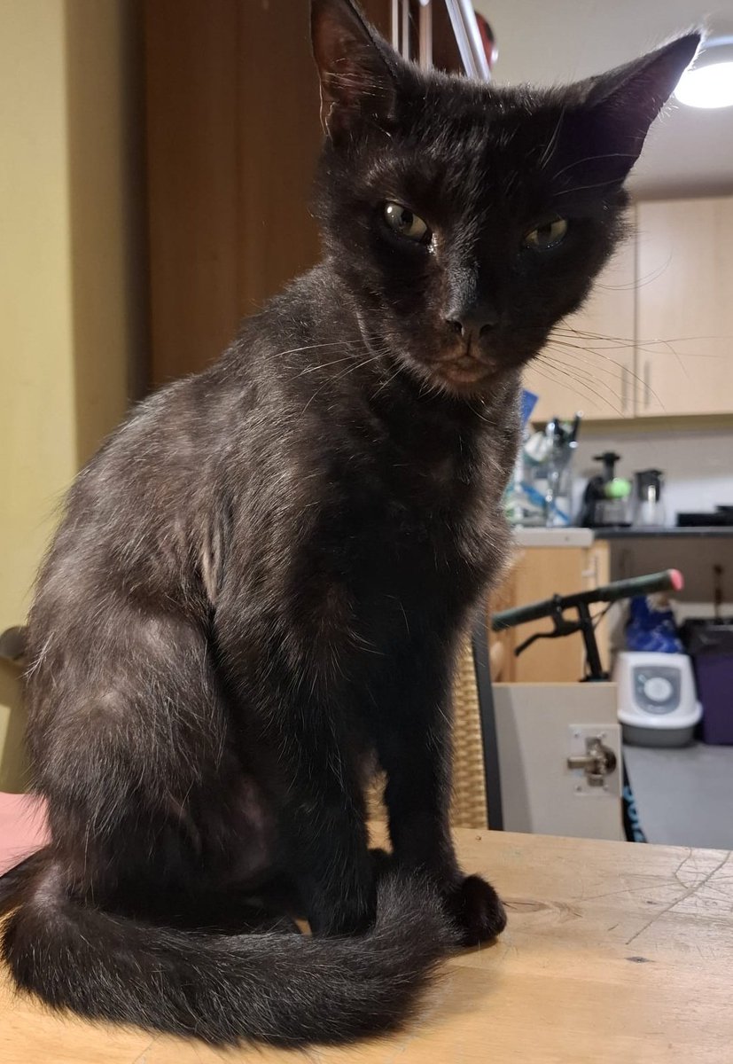 Kilerowa łapa jest w całości tylko potłuczona. Czarek zaś kolejny tydzień będzie miał zastrzyki nawadniające. 

Gdyby ktoś chciał pomóc nie tylko tym dwóm gentlemanom ale i innym malinkowym kotkom można to zrobić tu 

Z góry dziękuję 

zrzutka.pl/5zywr4