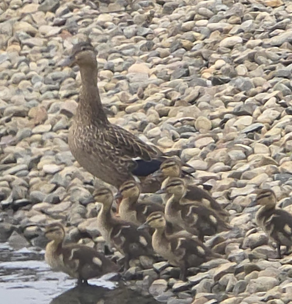 IndianaChemist's tweet image. Do you have all your ducks in a row? One of our team members saw these  cuties at a local pond. Look how well they blend in with their  surroundings. Nature is amazing!  😃
#OISC #Nature