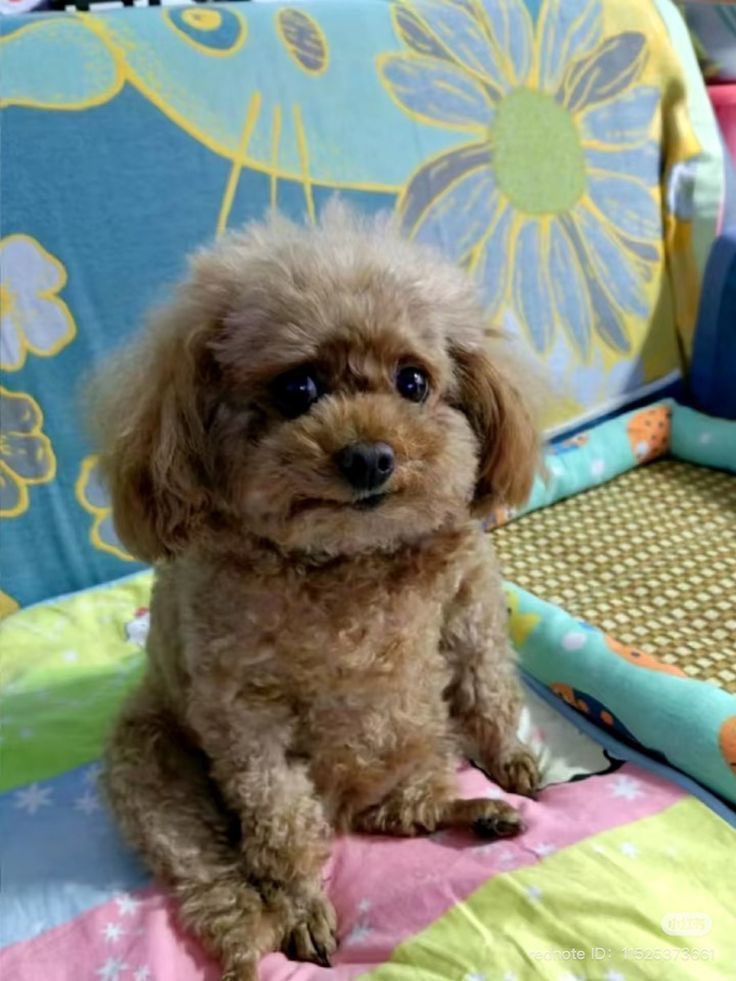 ᴊᴇꜰꜰʀᴇʏ ᴛ. ʟᴀɴᴅꜱʜᴀʀᴋ 🫧 tweet media