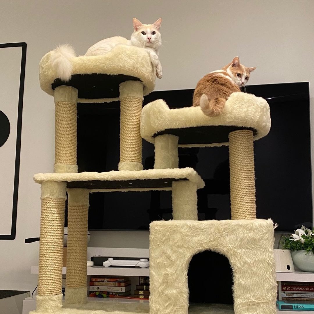 ceIIpets's tweet image. 