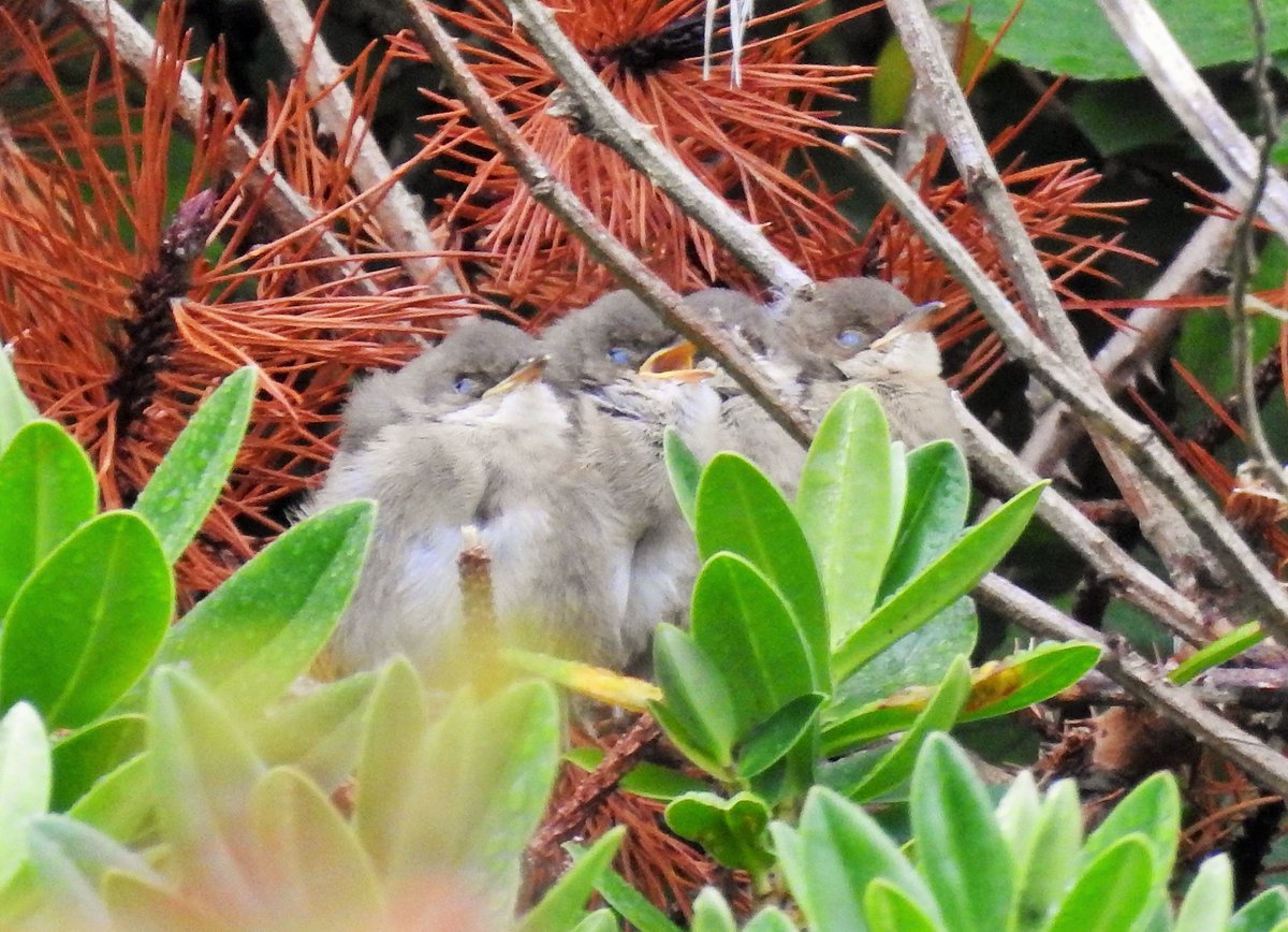Plenty of chacking and tacking in the bushes at Nask this morning as the next generation of Common Whitethroats appears. This species continues to go from strength to strength on Barra.