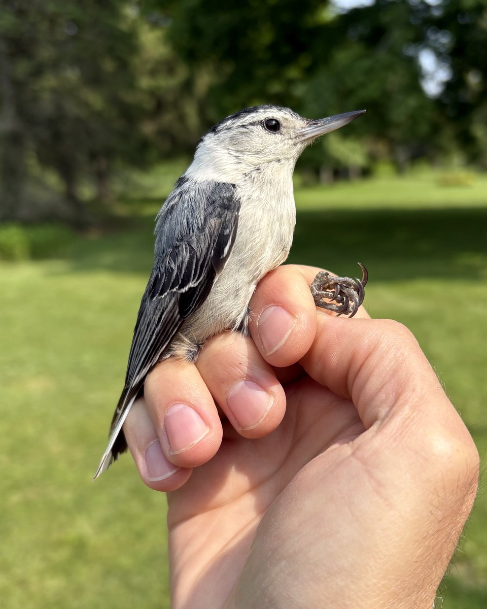 Much point. So stab. 

(White-breasted Nuthatch)
