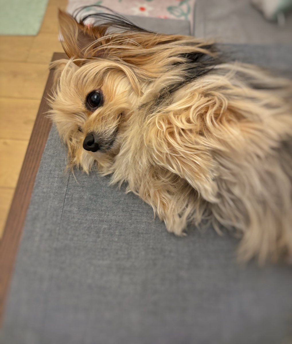 歯磨き嫌いなぽんすけ、いつもは飼い主が「もう一声！！頼む我慢して！」という感じで無理やり磨いているが、今日歯一つ磨くごとに「すごい！」「えらい！」「さすがのぽんすけ！」などと褒めまくりながら磨いたら満更でもなさそうでやや協力的だった
やはり、こやつ褒めて伸びるタイプ―――