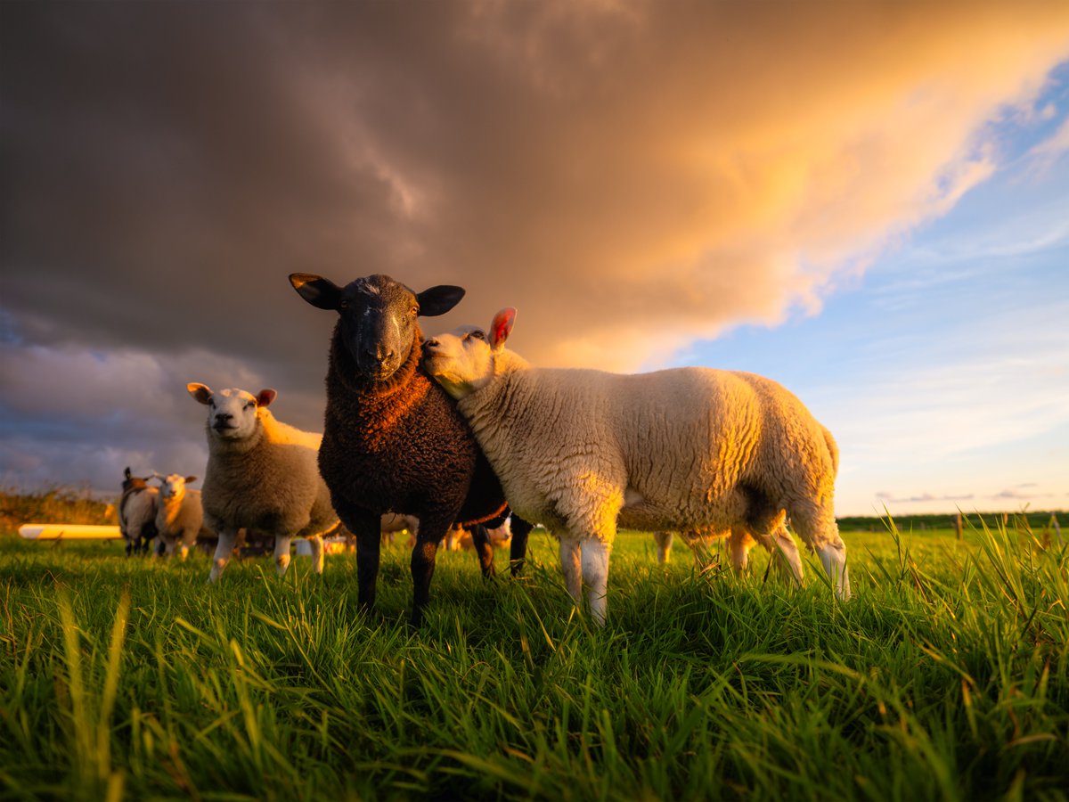 We're looking for ideas!

🌱What beef cattle &amp; sheep topics would you like to learn more about this autumn? 

🧐 Are there speakers you'd love to hear from?

PRISM 2030's Katie Thorley is planning the winter meeting schedule so please drop us a line with your ideas! 📩