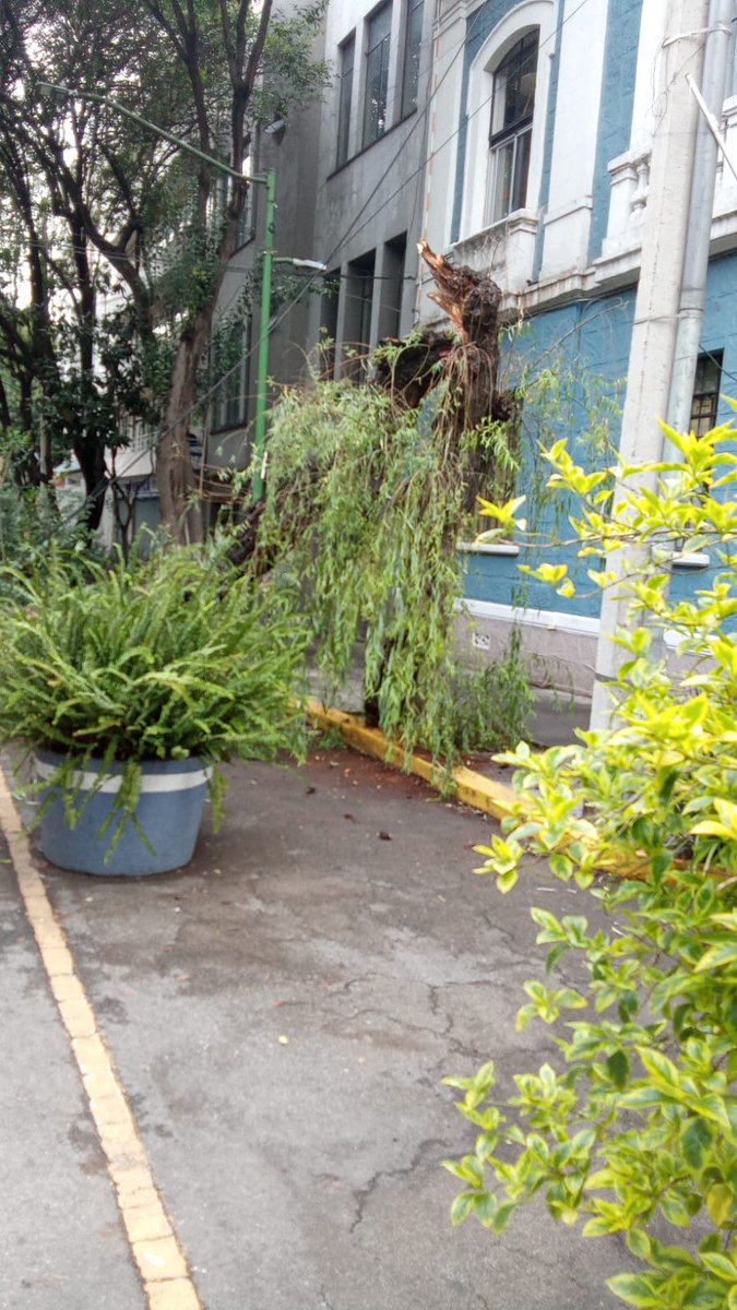 mvianka's tweet photo. @C5_CDMX @AlcCuauhtemocMx  @SSC_CDMX de que sirve que se avise con tiempo de la caída inminente de un árbol si no lo atienden Reporte emergencias: 
Operador: H137 FOLIO: 01251
FOLIO SUAC: 2506133367369 gracias por nada https://t.co/dJwz5KAyDt