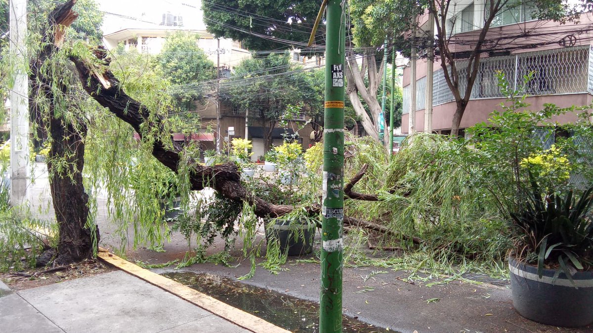 mvianka's tweet photo. @C5_CDMX @AlcCuauhtemocMx  @SSC_CDMX de que sirve que se avise con tiempo de la caída inminente de un árbol si no lo atienden Reporte emergencias: 
Operador: H137 FOLIO: 01251
FOLIO SUAC: 2506133367369 gracias por nada https://t.co/dJwz5KAyDt