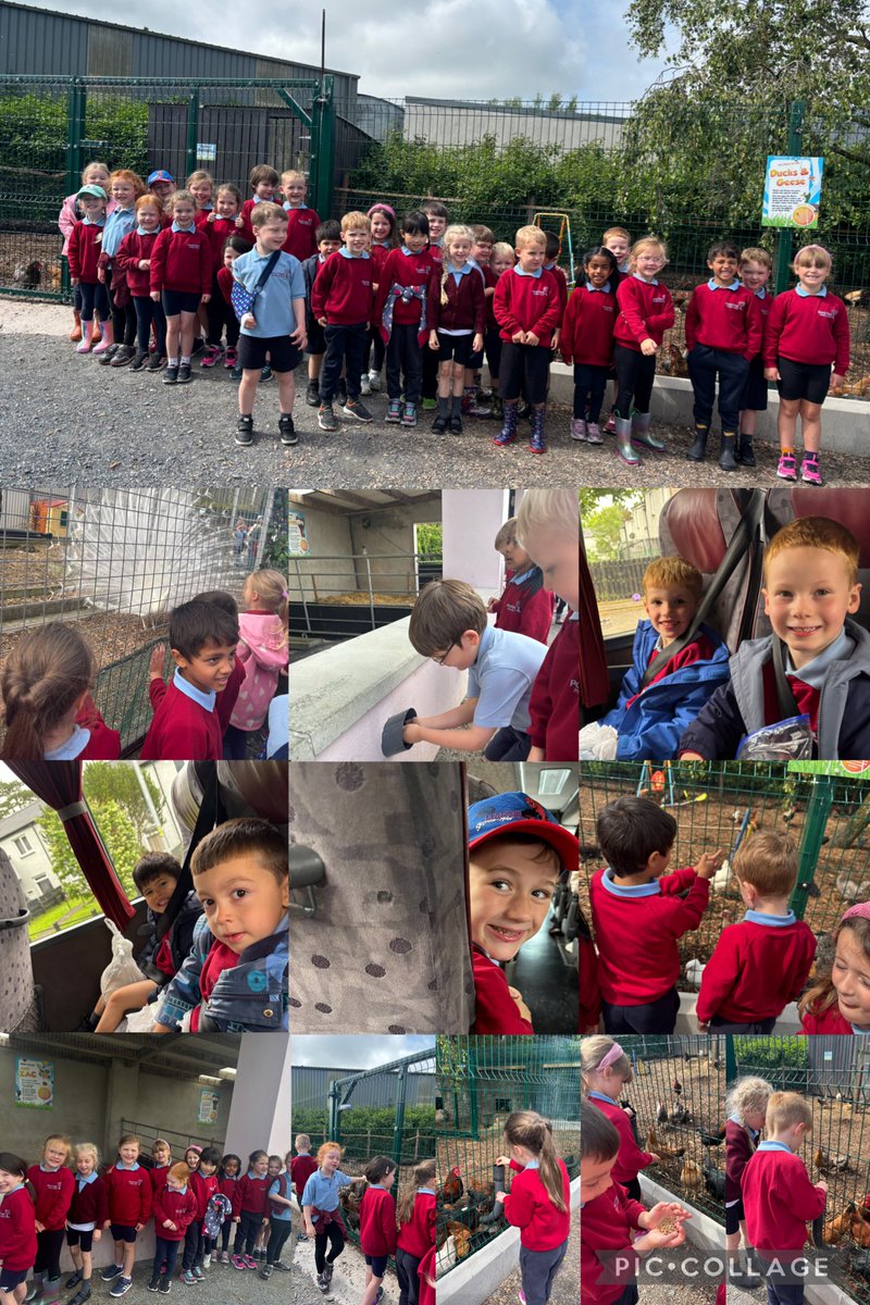 pondparkp1's tweet photo. P1H had a brilliant time today on our school trip! Amazing weather, brilliant fun and wonderful friends❤️ Thank you Streamvale farm! 🥳 https://t.co/KWVIAcUyJU