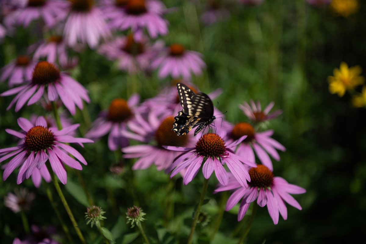Happy National Pollinator Week! 🐝Pollinators are absolutely vital to the health of our planet. S&amp;C’s native pollinator garden serves as a haven of biodiversity that positively impacts our community.

Find out what all the buzz is about: ow.ly/2zBy50Wa8H8

#sustainability