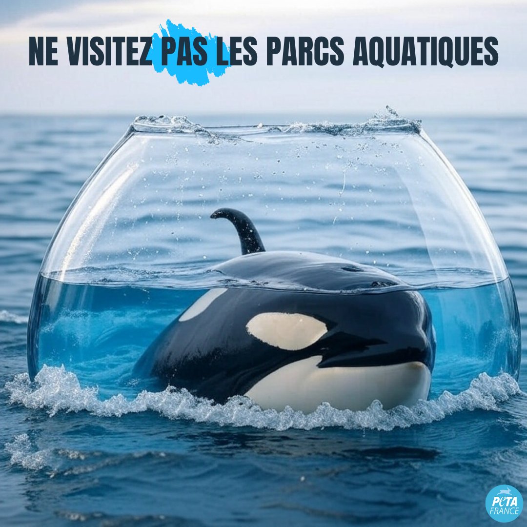 PETA_France's tweet photo. C'est aussi simple que ça. https://t.co/3WD6JUyXqL