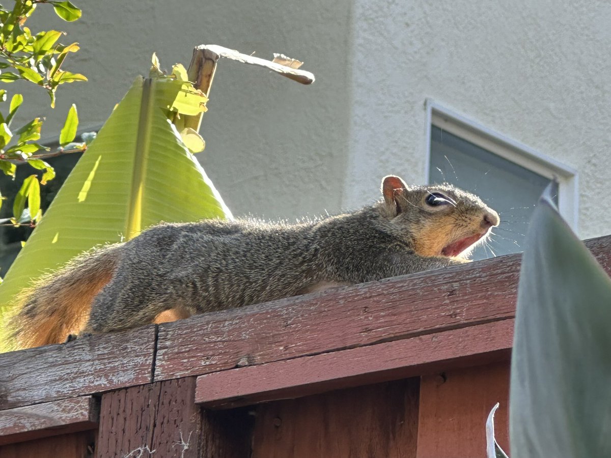 squirrelbuzz's tweet image. Monday morning stretch and yawn, and little mama is ready for her roasted pecan with side of almond. #squirrelcafe ☕️🐿️ #squirrels #squirrelscrolling