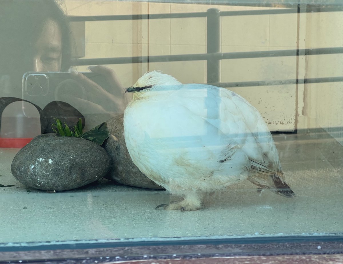 pintailduck01's tweet photo. 雷鳥 뇌조
충격 그들은 정말 뚱쭝 https://t.co/OLCBaoGygM