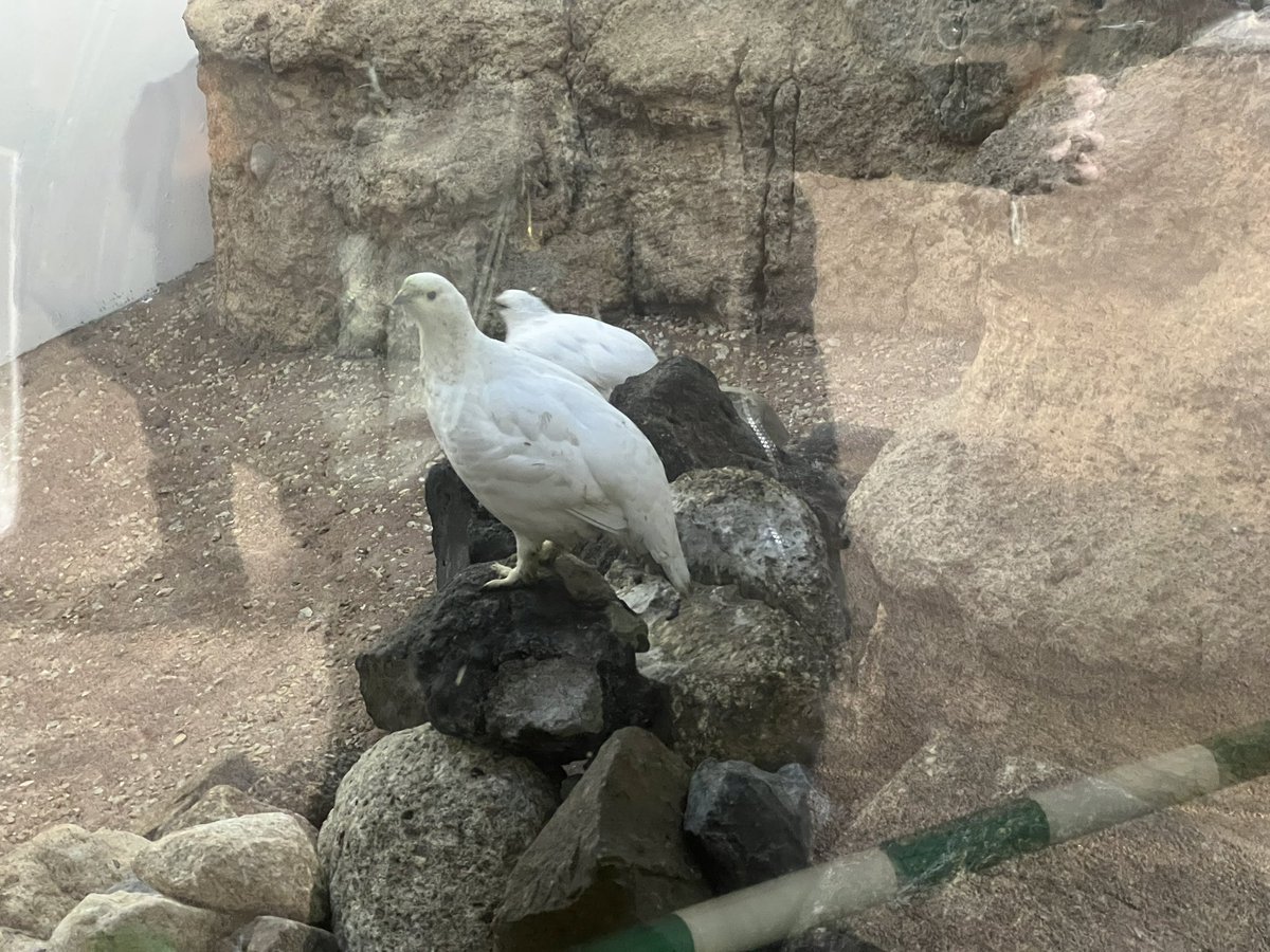 pintailduck01's tweet photo. 雷鳥 뇌조
충격 그들은 정말 뚱쭝 https://t.co/OLCBaoGygM