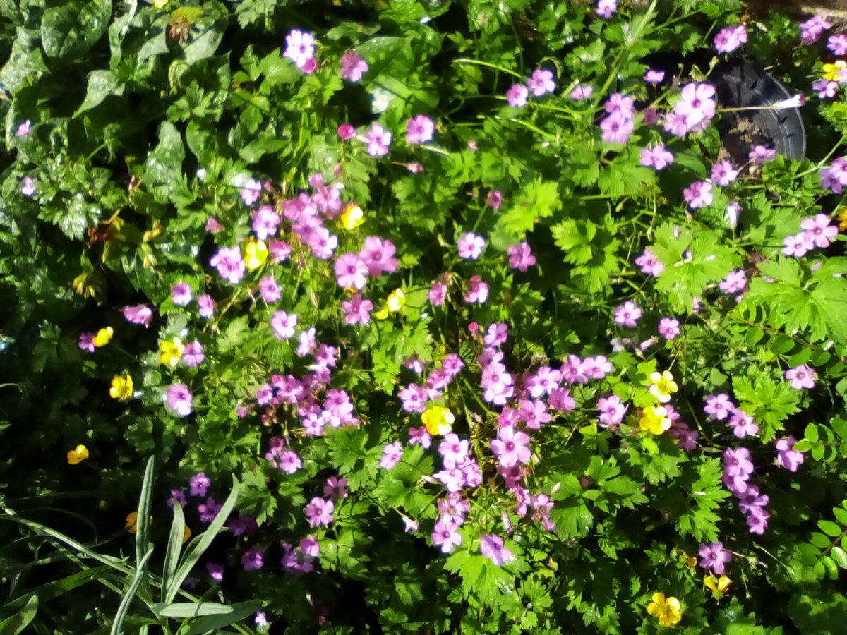 laurawattsflem1's tweet photo. #Hedgewatch. #30DaysOfWild. Beautiful big pink flower,and lots of wildflowers https://t.co/MQH2oGwaRA