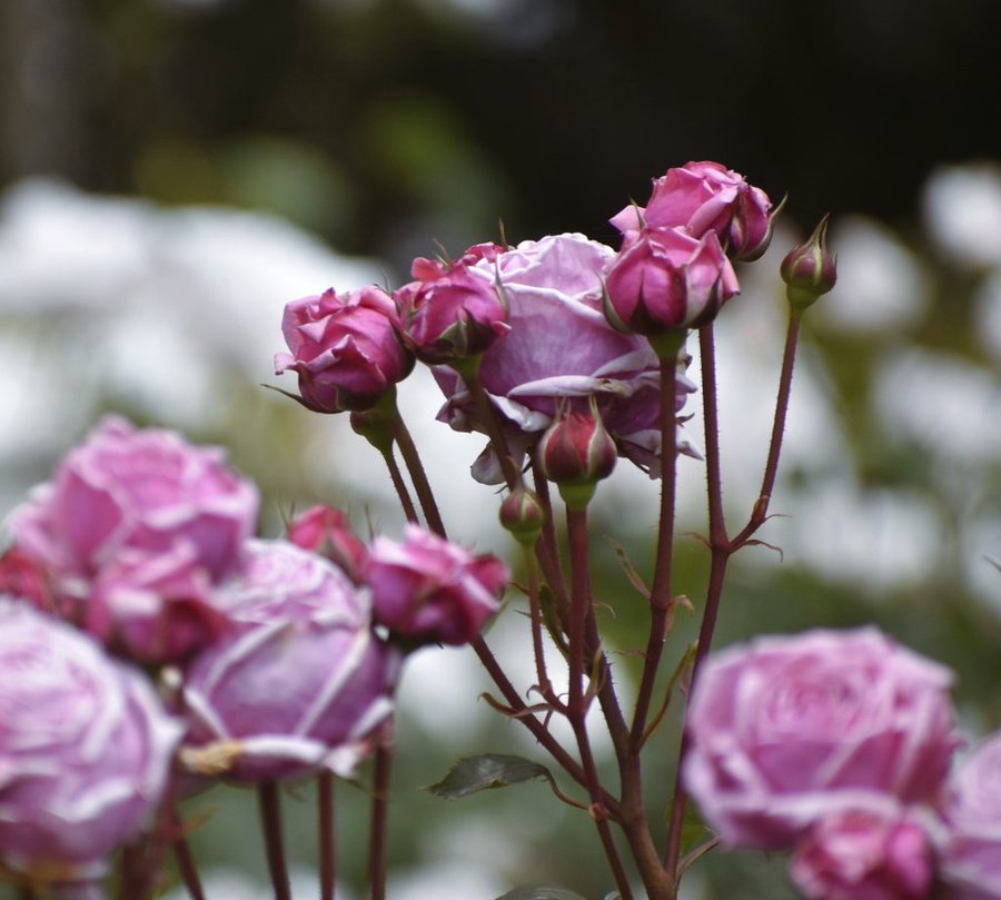 #flowers #photography #spring #goodday 

🌸 Happy Tuesday✨  🌞🌞🌞
💙 Have a Great Day✨  🌹🌺🌼🌷🌻 🕊️😍👍