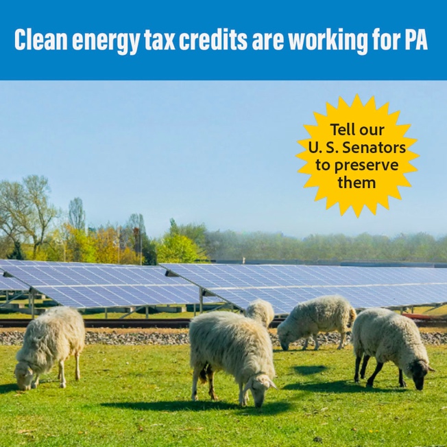 Aspen Road Solar farm  near Chambersburg combines 100 MW of electric power w/livestock grazing, thanks to federal clean energy tax credits! Those credits are on the chopping block. Tell Sens. McCormick and Fetterman to save them!  citizensclimatelobby.org/get-loud-take-… #TalkAboutClimate