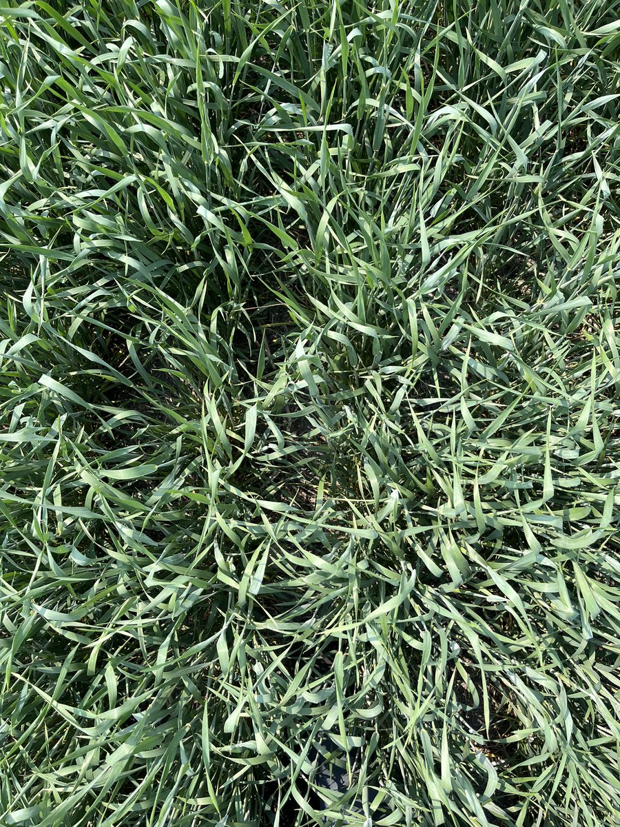 A_Hecs's tweet image. Checking out one of MCA’s Winter Wheat Research On the Farm seeding rate sites. Awns are visible on most plants and also seeing the first spikelets on a few.
Looking forward to seeing the results from all trial sites across Manitoba!#MbAg @mb_cropalliance