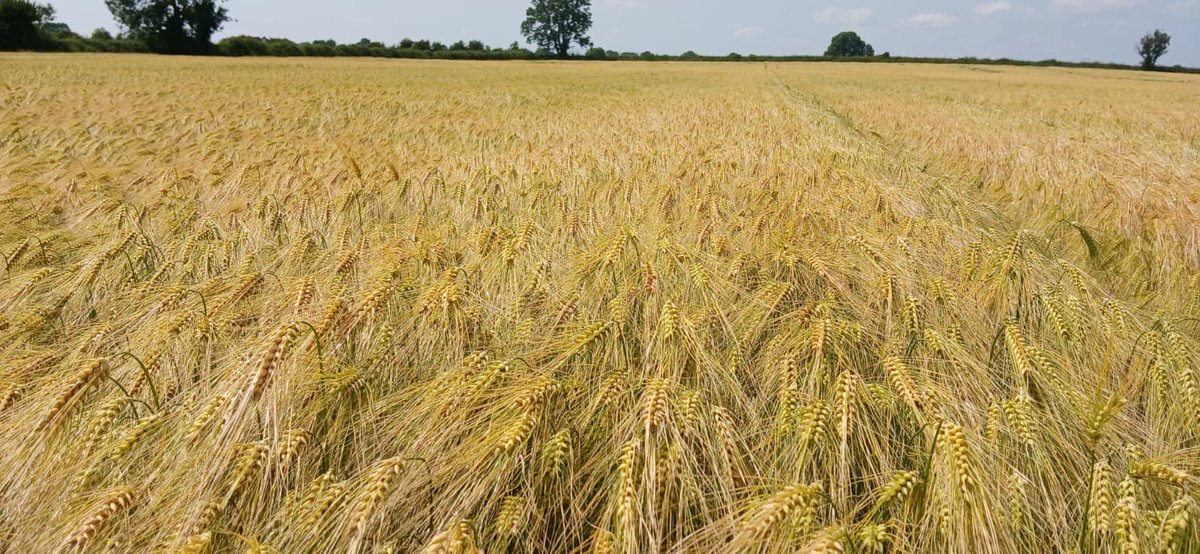 Crop walk update from just outside Kilkenny city from the Daltons Chancellors Mills Agronomy team 🌾
Joyau winter barley is edging ever closer to harvest – golden heads filling out nicely as we gear up for the busy weeks ahead.  #Harvest2025 #CropWalk <a href="/seedtechnology/">Seed Technology Ltd</a>