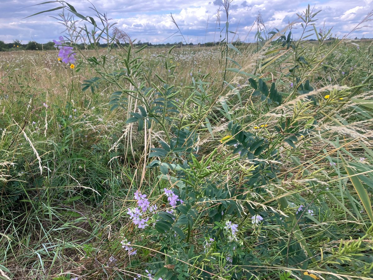 Find out about the wonderful wildlife of Essex! Online talk, Tuesday 17 June, 7pm. Join Essex Wildlife Trust ranger John Attiwell to learn about which butterflies, birds and plants you can spot this summer. Follow the link➡️essexwt.org.uk/events/2025-06…