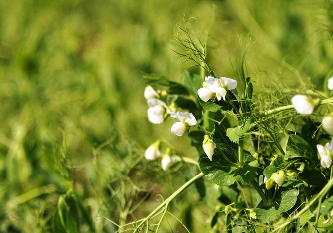 Did you know that APG has an Ascochyta Scorecard calculator on our app? If you are growing peas this year, check out this valuable tool. Download the APG app here ow.ly/veo650OS6Gf #westcdnag