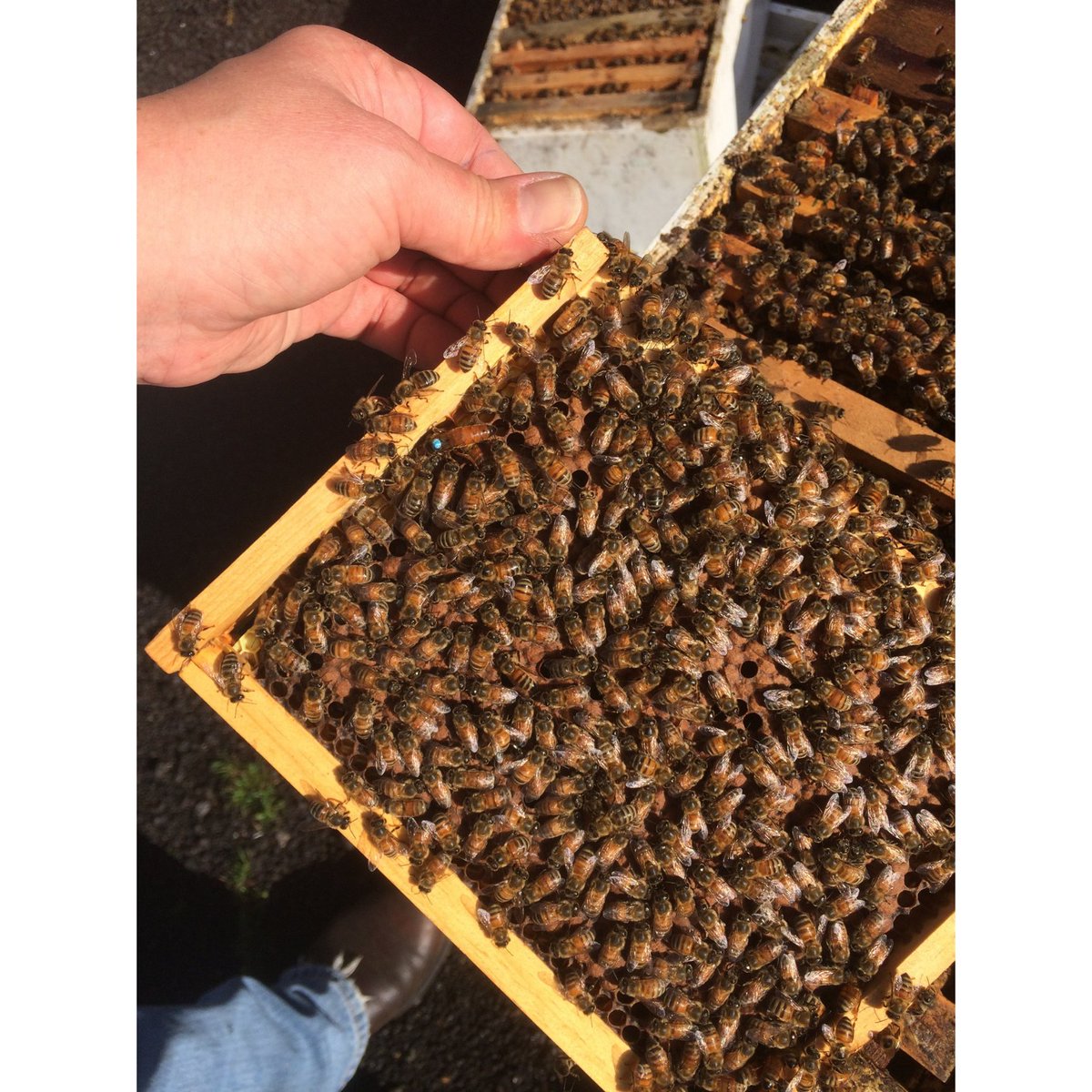 ProjectApism's tweet photo. ๐ Itโs #PollinatorWeekโcheck this out:
5/5 Hilo queens survived winter with almost no mites at @raytreefarms in South Dakota!
โ
100% survival
โ
Mite counts: 0, 0, 0, 0, 3
Selective breeding + habitat = hope for healthy bees.
#VarroaResistance #ProjectApisM #HiloBees https://t.co/gxw2gOgqlL