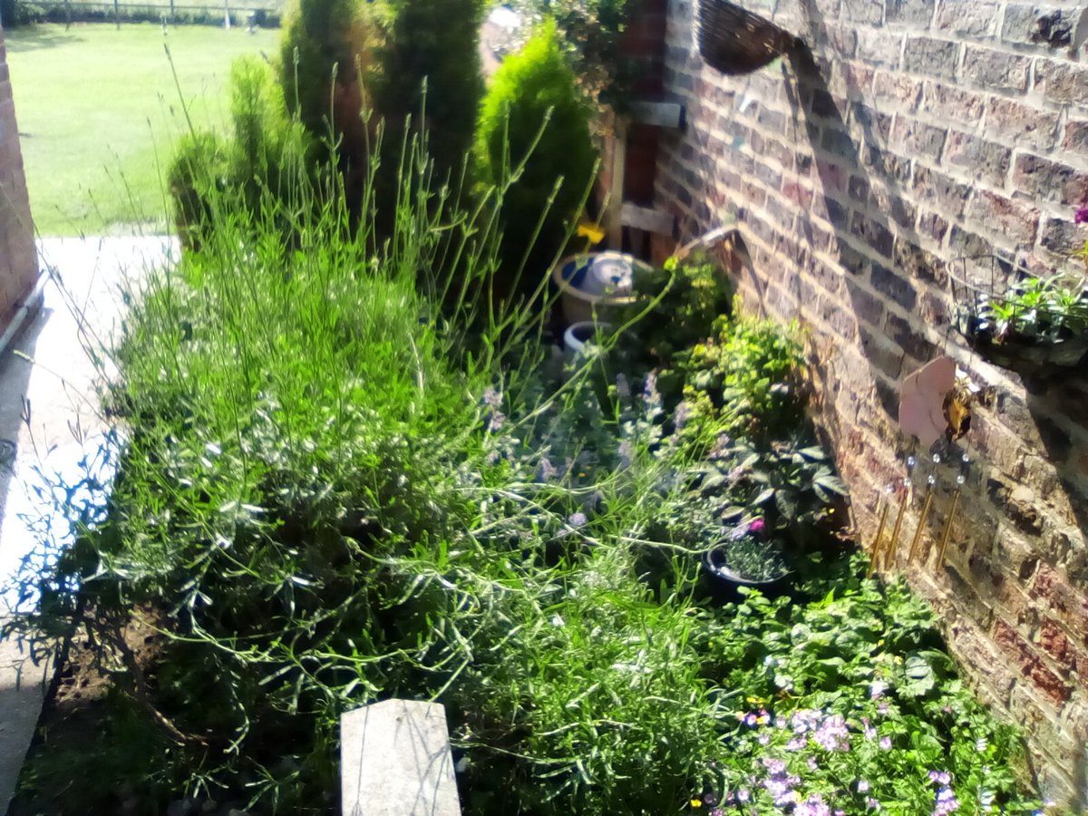 laurawattsflem1's tweet photo. #Hedgewatch. #30DaysOfWild. Overgrown herb garden smelling gorgeous and attracting many of insects and flutterbys and beeses, https://t.co/dJf7LhWYsO