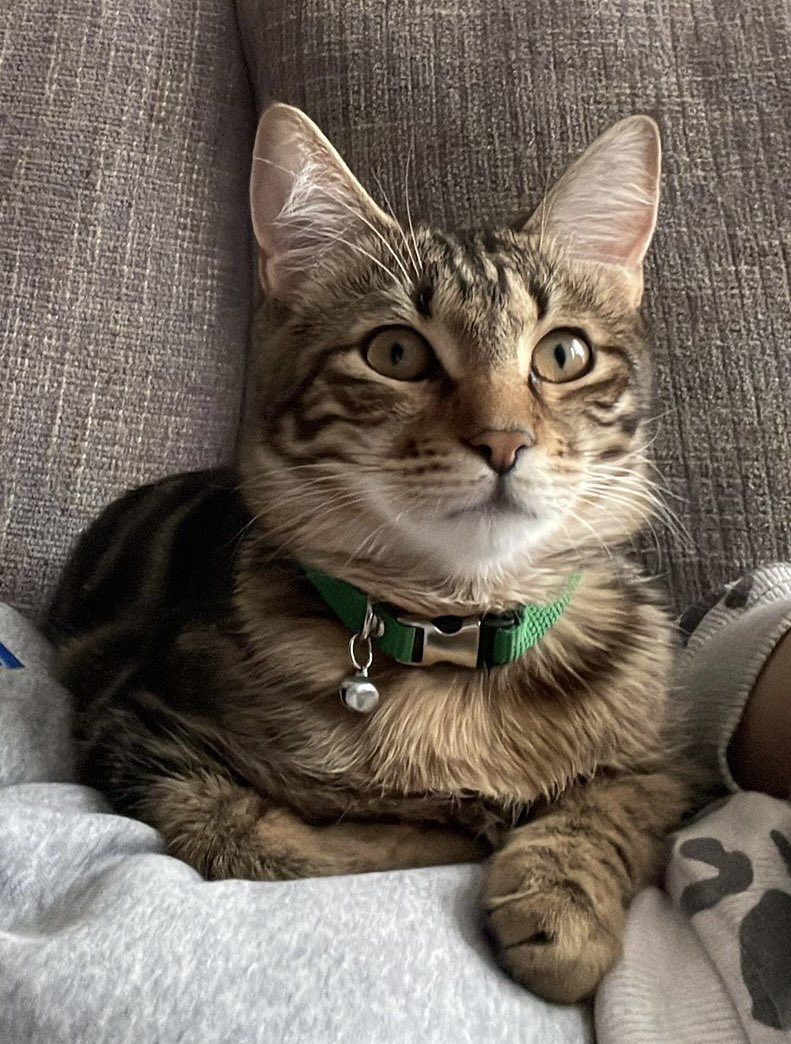 handisgo's tweet image. KAYIP KEDİ 
minik 14 Haziran’da Ankara Farabi Sokakta kayboldu 
Boynunda yeşil tasması var 
2-3 kilo ufak bir kedi, erkek 
Gören duyan olursa bana yazabilirse çok mutlu olurum