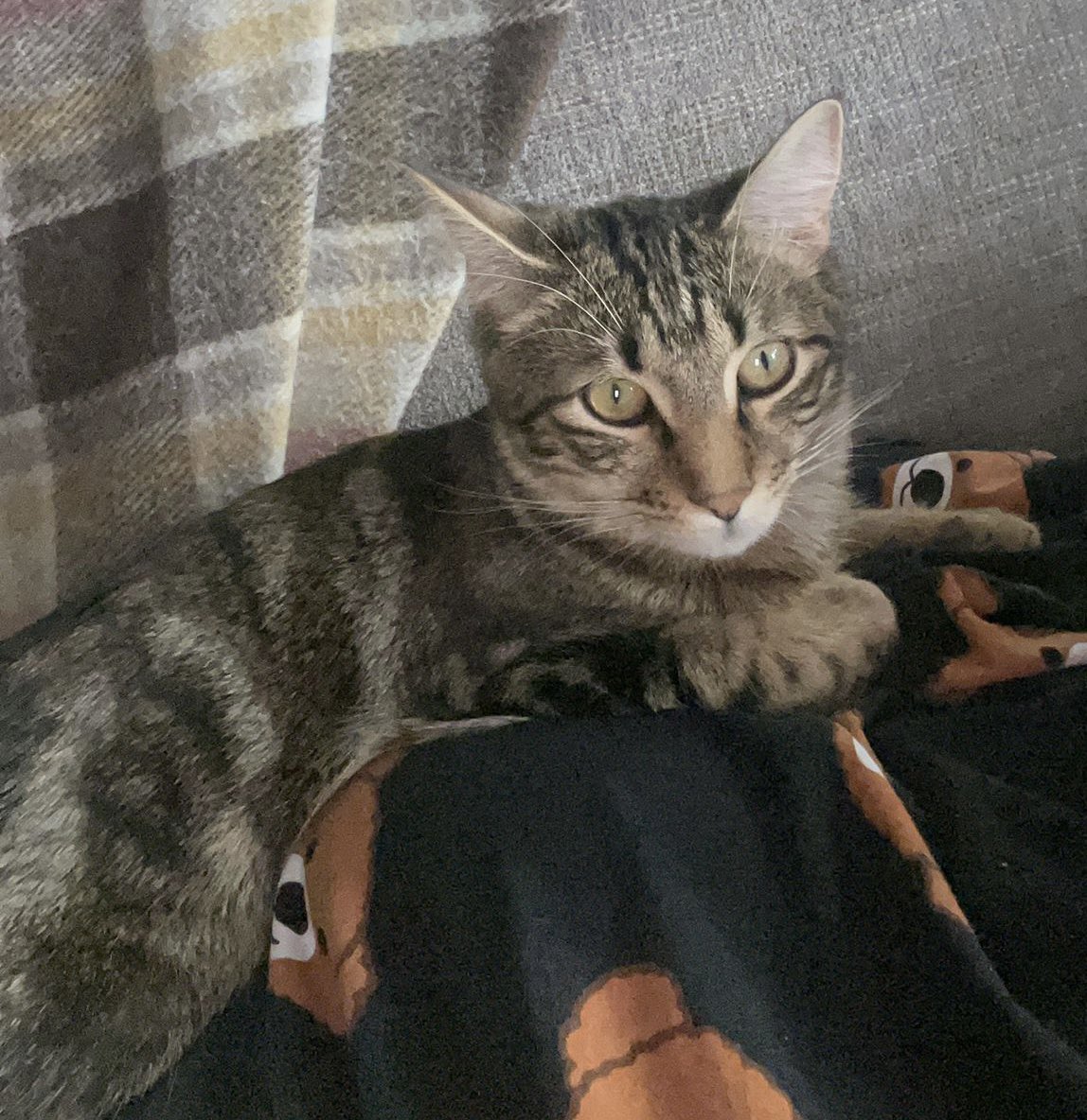 handisgo's tweet image. KAYIP KEDİ 
minik 14 Haziran’da Ankara Farabi Sokakta kayboldu 
Boynunda yeşil tasması var 
2-3 kilo ufak bir kedi, erkek 
Gören duyan olursa bana yazabilirse çok mutlu olurum