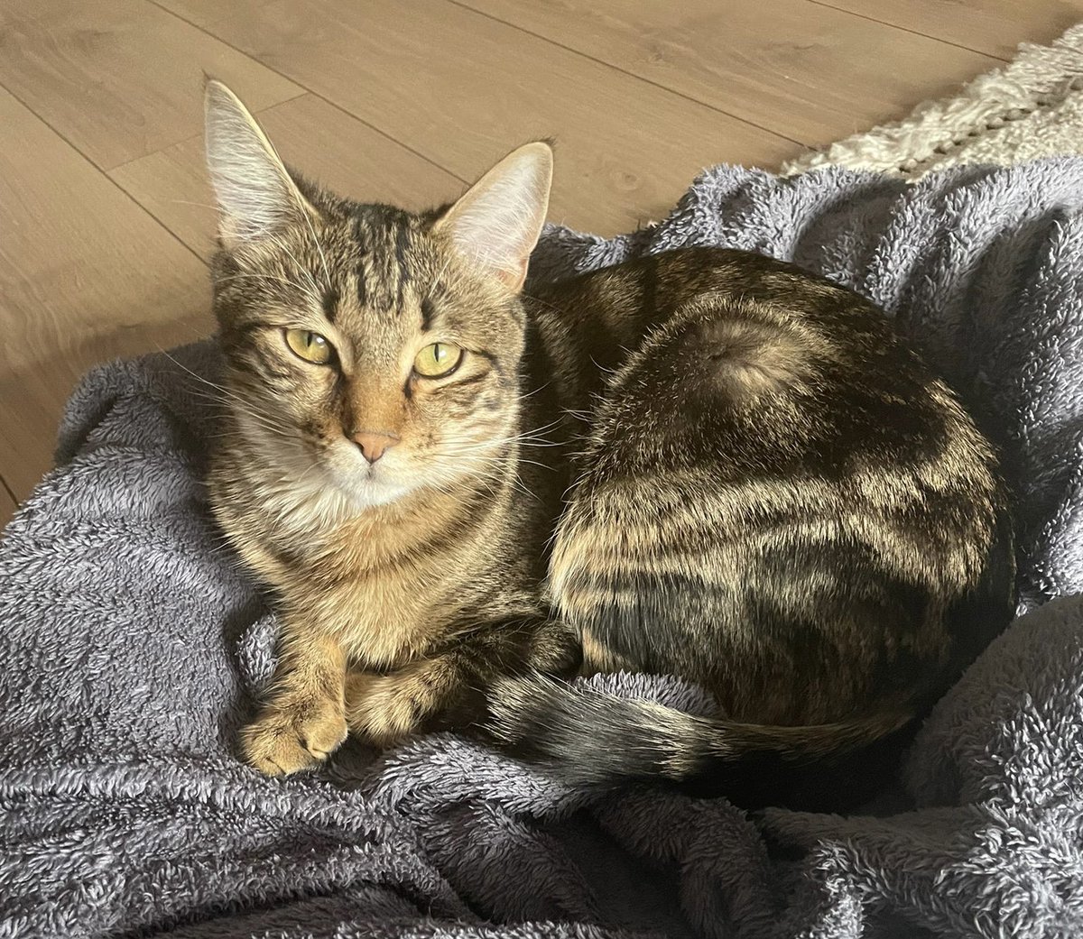 handisgo's tweet image. KAYIP KEDİ 
minik 14 Haziran’da Ankara Farabi Sokakta kayboldu 
Boynunda yeşil tasması var 
2-3 kilo ufak bir kedi, erkek 
Gören duyan olursa bana yazabilirse çok mutlu olurum