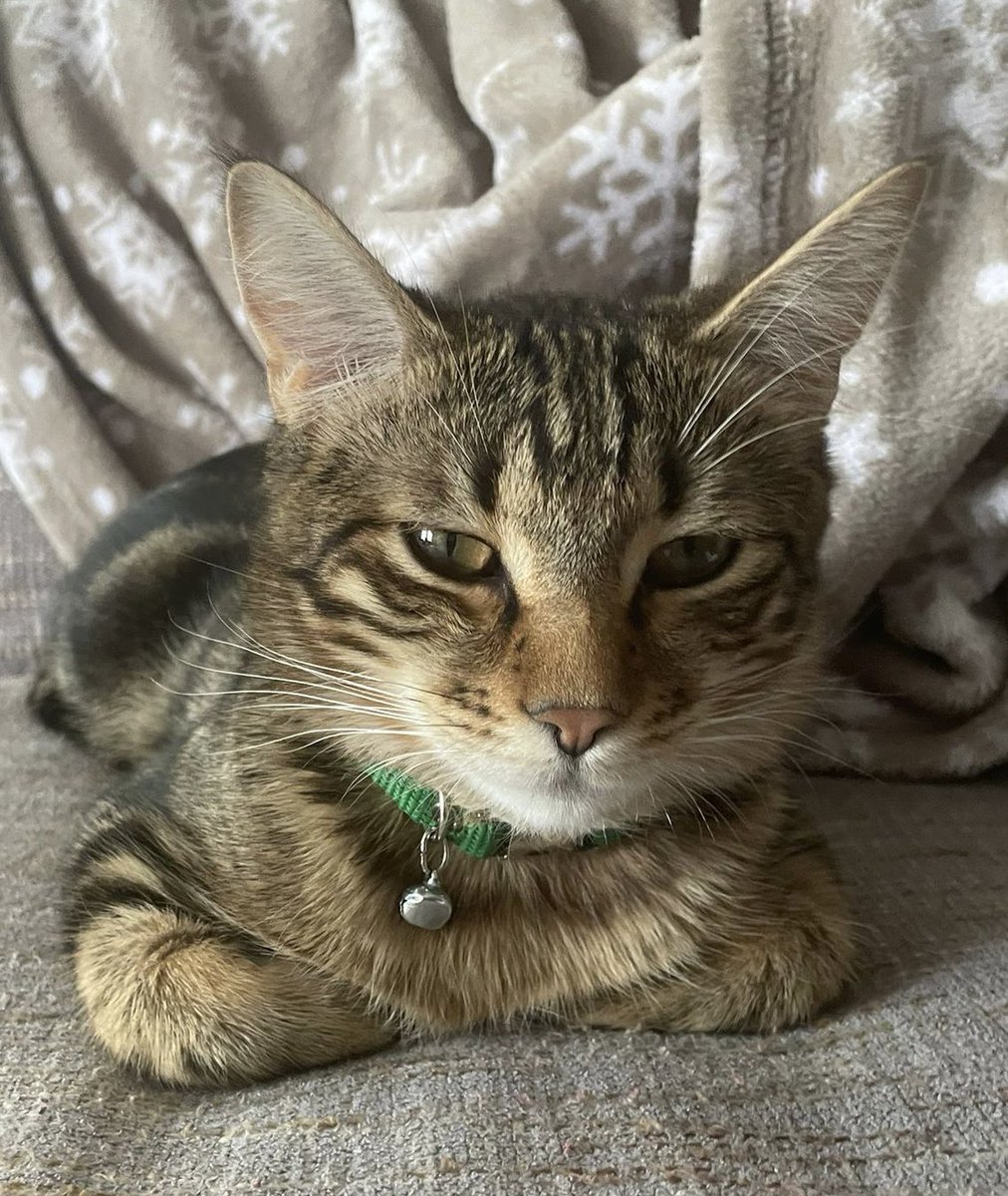 handisgo's tweet image. KAYIP KEDİ 
minik 14 Haziran’da Ankara Farabi Sokakta kayboldu 
Boynunda yeşil tasması var 
2-3 kilo ufak bir kedi, erkek 
Gören duyan olursa bana yazabilirse çok mutlu olurum